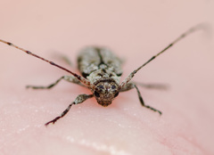 Sternidius mimeticus