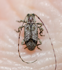 Sternidius mimeticus