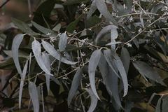 Eucalyptus cephalocarpa