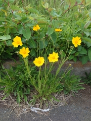 Coreopsis lanceolata