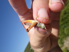 Stenobothrus fischeri