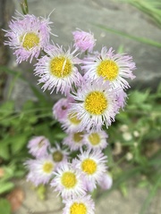 Erigeron philadelphicus