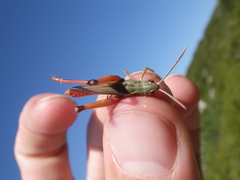 Stenobothrus fischeri