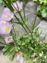Erigeron philadelphicus