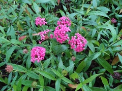 Arachnothryx leucophylla