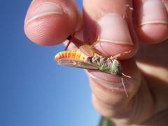 Stenobothrus fischeri