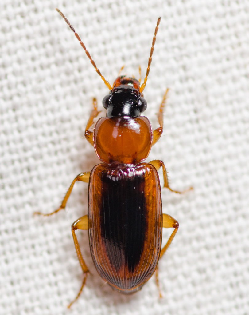 Stenolophus dissimilis