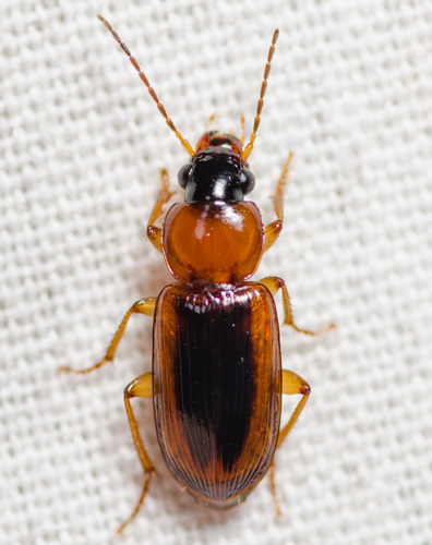 Stenolophus dissimilis