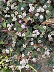 Persicaria capitata