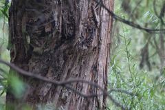 Eucalyptus cephalocarpa