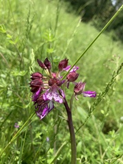 Orchis purpurea