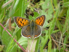 Lycaena bleusei