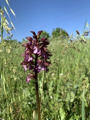 Orchis purpurea