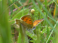 Lycaena bleusei
