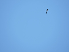 Streptoprocne semicollaris