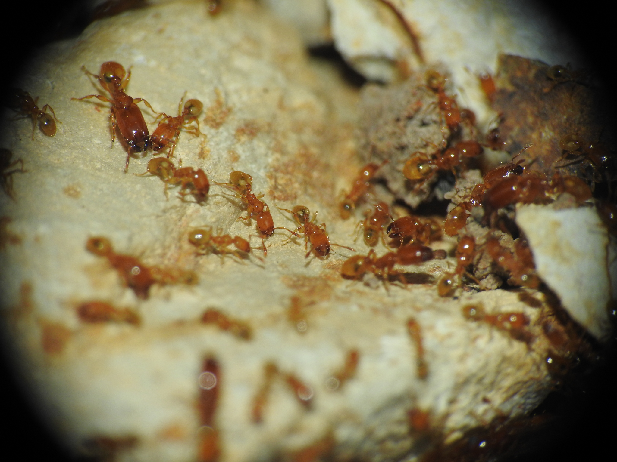 Pheidole dispar