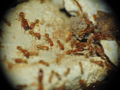 Pheidole dispar
