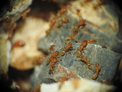 Pheidole dispar