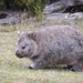 Flinders Wombat - Photo (c) warrencameron, some rights reserved (CC BY-NC), uploaded by warrencameron