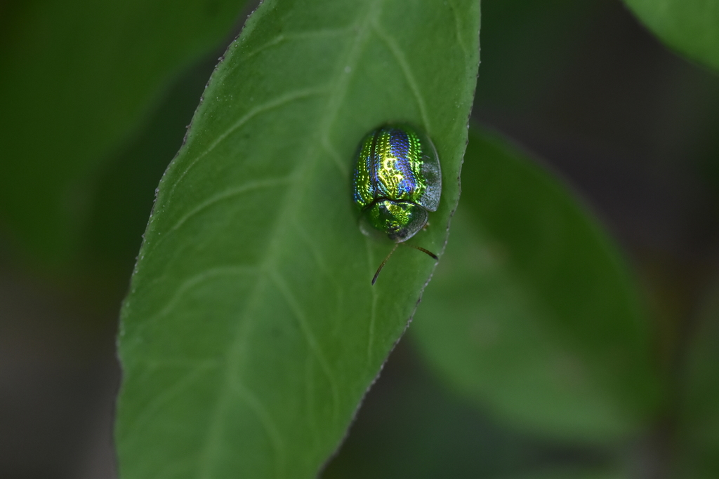 Green Tortoise Beetle from Wu Kau Tang, Hong Kong on April 25, 2021 at ...