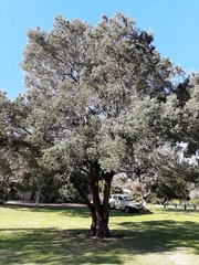 Afrocarpus falcatus