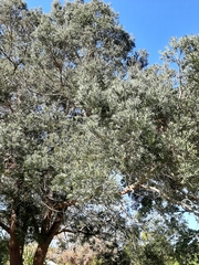 Afrocarpus falcatus