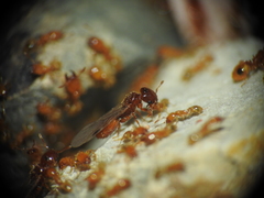 Pheidole dispar