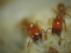 Pheidole dispar