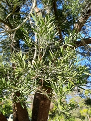 Afrocarpus falcatus