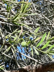 Afrocarpus falcatus
