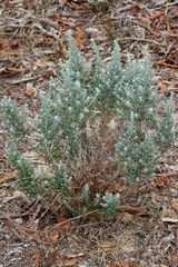 Olearia axillaris