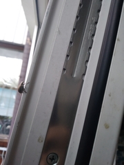 Liophloeus tessulatus