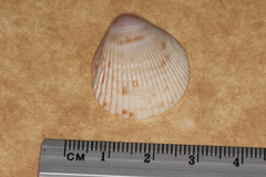 Acrosterigma cygnorum