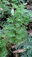 Hymenophyllum flexuosum