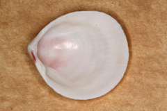 Acrosterigma cygnorum