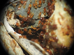Pheidole dispar