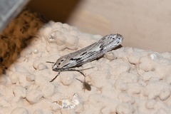 Ethmia semitenebrella