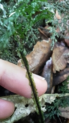 Hymenophyllum flexuosum