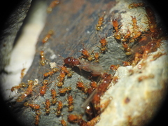 Pheidole dispar