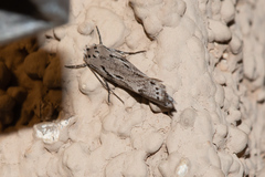 Ethmia semitenebrella