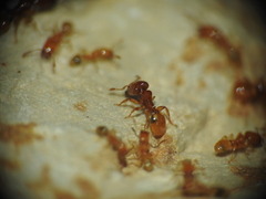Pheidole dispar