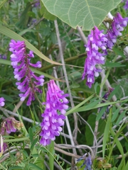 Vicia villosa varia