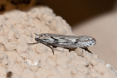 Ethmia semitenebrella