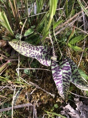Dactylorhiza praetermissa