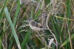 Cisticola juncidis