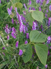 Vicia villosa varia