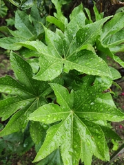 Fatsia japonica