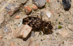 Scopodes