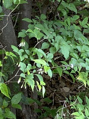 Styrax japonicus