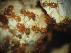 Pheidole dispar